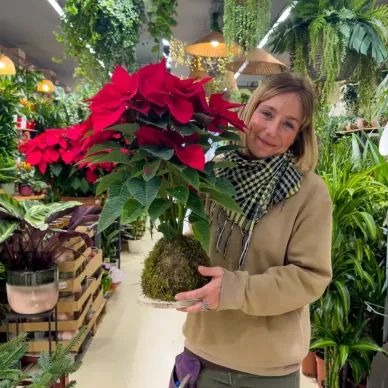 Comprar Kokedama poinsettia en Barcelona | Flores de Pascua Poinsettias