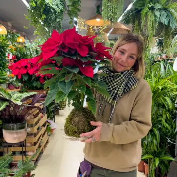 Comprar Kokedama poinsettia en Barcelona | Flores de Pascua Poinsettias