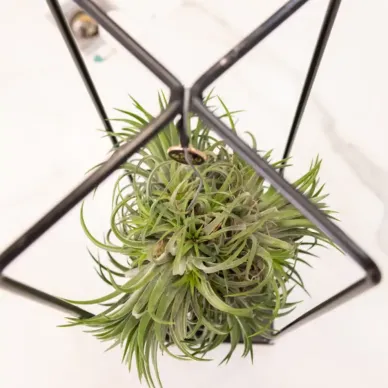 Compra Tillandsia amb Estructura de Metall a Barcelona | Plantes 2