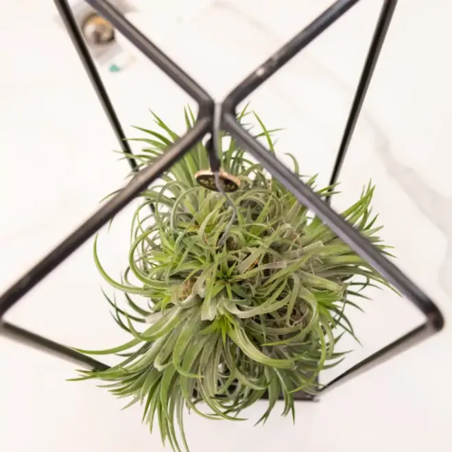 Comprar Tillandsia con Estructura de Metal en Barcelona | Plantas