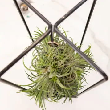 Compra Tillandsia amb Estructura de Metall a Barcelona | Plantes