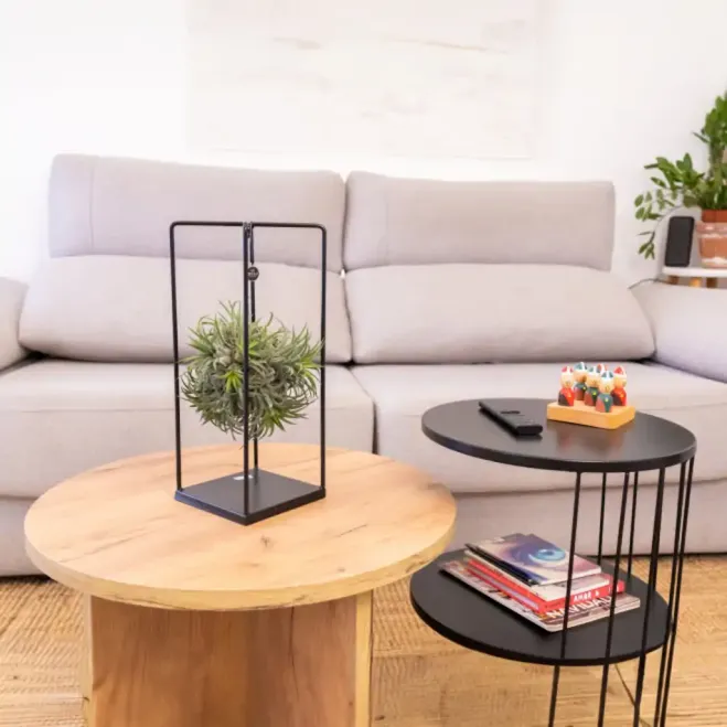 Comprar Tillandsia con Estructura de Metal en Barcelona | Plantas