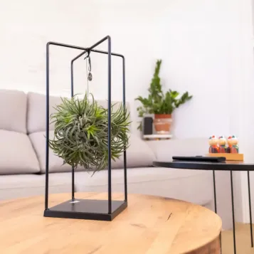 Comprar Tillandsia con Estructura de Metal en Barcelona | Plantas