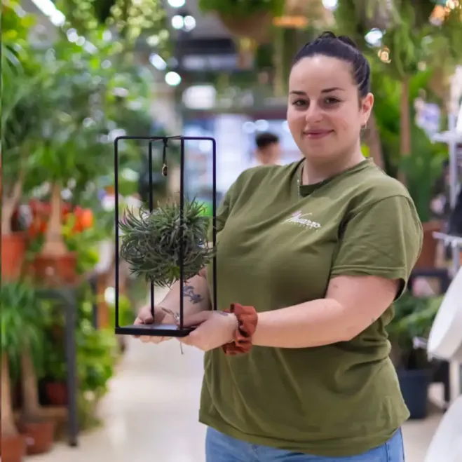 Comprar Tillandsia con Estructura de Metal en Barcelona | Plantas