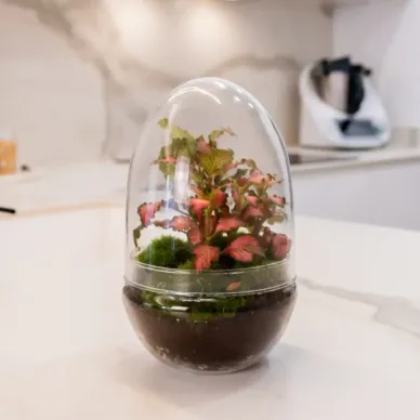 Compra Terrari Fitonia a Barcelona | Terraris de Plantes