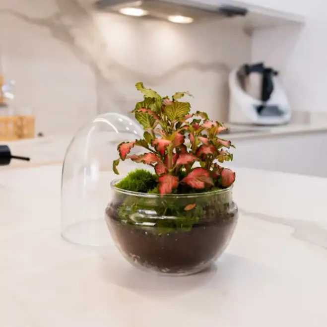 Comprar Terrario Fitonia en Barcelona | Terrarios de Plantas