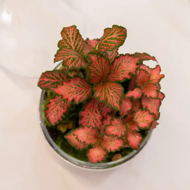 Comprar Terrario Fitonia en Barcelona | Terrarios de Plantas