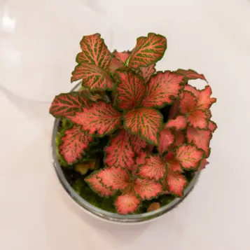 Comprar Terrario Fitonia en Barcelona | Terrarios de Plantas