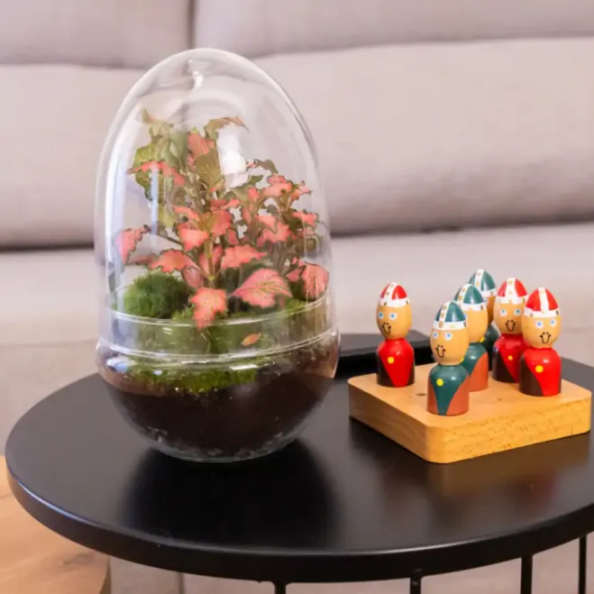 Compra Terrari Fitonia a Barcelona | Terraris de Plantes