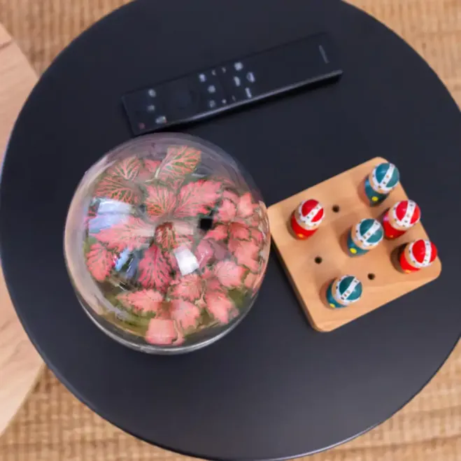 Compra Terrari Fitonia a Barcelona | Terraris de Plantes