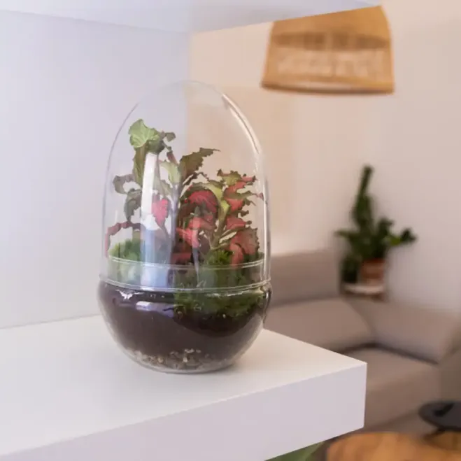 Compra Terrari Fitonia a Barcelona | Terraris de Plantes