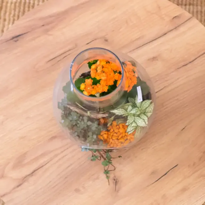 Comprar Terrario de Plantas Mini Variadas en Barcelona | Terrarios de Plantas