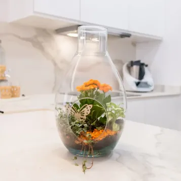 Comprar Terrario de Plantas Mini Variadas en Barcelona | Terrarios de Plantas