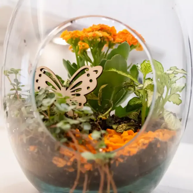 Comprar Terrario de Plantas Mini Variadas en Barcelona | Terrarios de Plantas