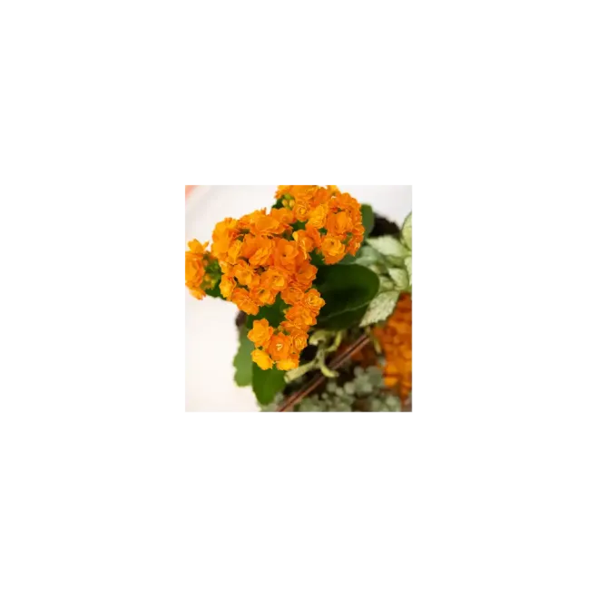 Comprar Terrario de Plantas Mini Variadas en Barcelona | Terrarios de Plantas