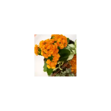 Comprar Terrario de Plantas Mini Variadas en Barcelona | Terrarios de Plantas