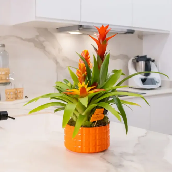 Compra Composició de Bromèlies en Ceràmica a Barcelona | Grups de Plantes