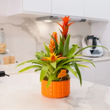 Compra Composició de Bromèlies en Ceràmica a Barcelona | Grups de Plantes