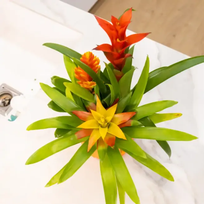 Compra Composició de Bromèlies en Ceràmica a Barcelona | Grups de Plantes