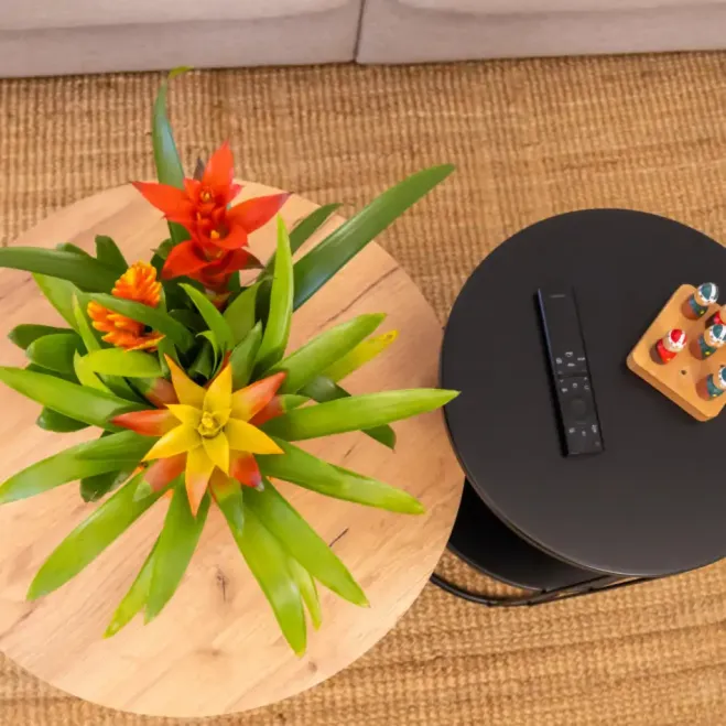 Comprar Composición de Bromelias en Cerámica en Barcelona | Grupos de Plantas