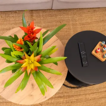 Comprar Composición de Bromelias en Cerámica en Barcelona | Grupos de Plantas