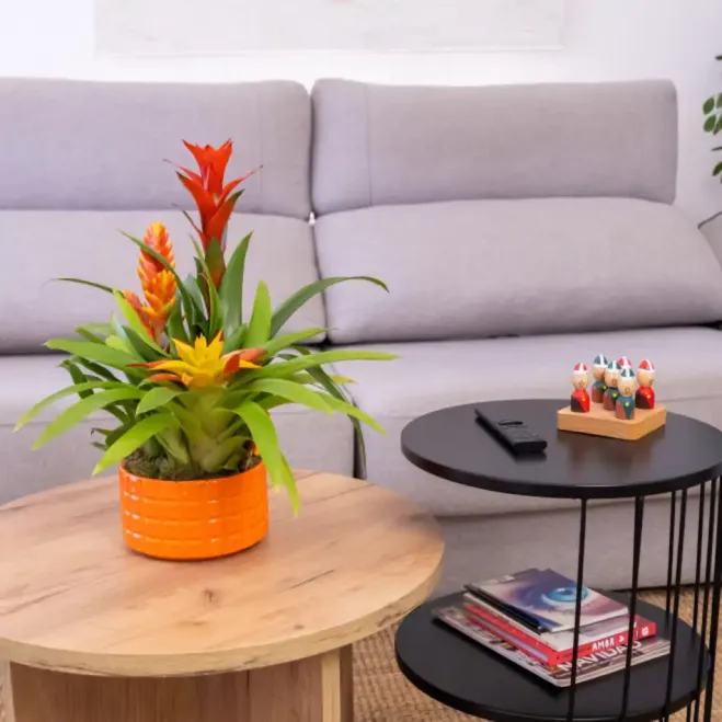 Comprar Composición de Bromelias en Cerámica en Barcelona | Grupos de Plantas