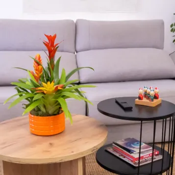 Comprar Composición de Bromelias en Cerámica en Barcelona | Grupos de Plantas