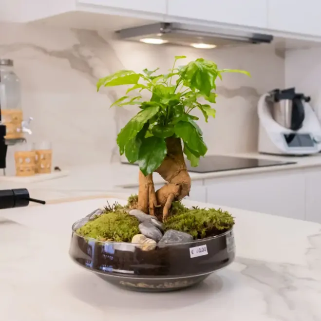 Comprar Radermachera en Base de Vidre a Barcelona | Plantes