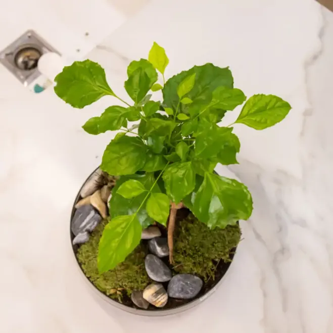 Comprar Radermachera en Base de Cristal en Barcelona | Plantas