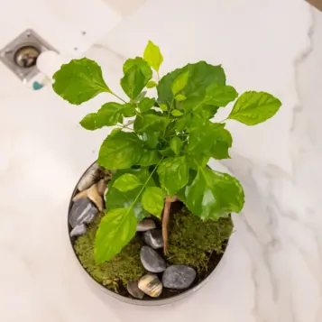 Comprar Radermachera en Base de Cristal en Barcelona | Plantas