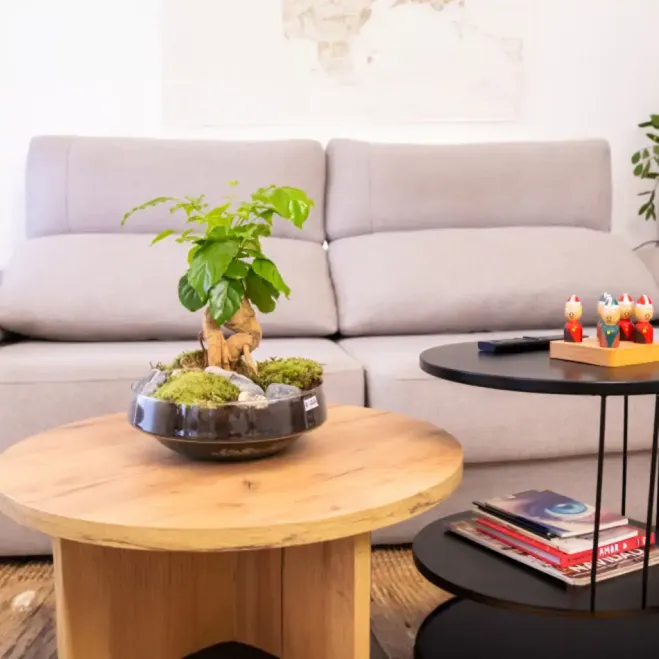 Comprar Radermachera en Base de Cristal en Barcelona | Plantas