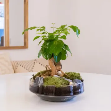 Comprar Radermachera en Base de Cristal en Barcelona | Plantas