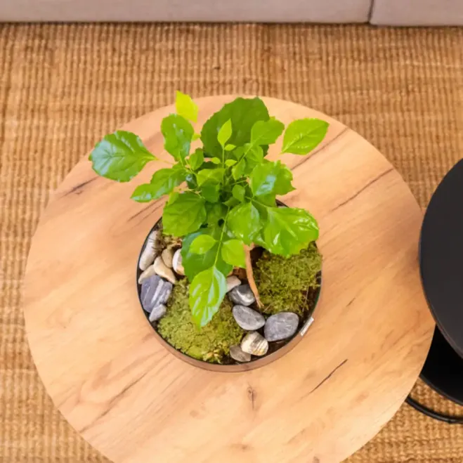 Comprar Radermachera en Base de Vidre a Barcelona | Plantes