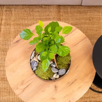 Comprar Radermachera en Base de Vidre a Barcelona | Plantes