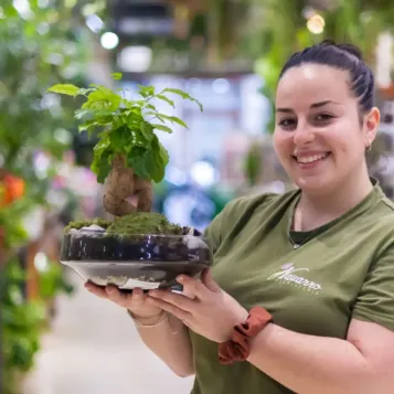 Comprar Radermachera en Base de Vidre a Barcelona | Plantes