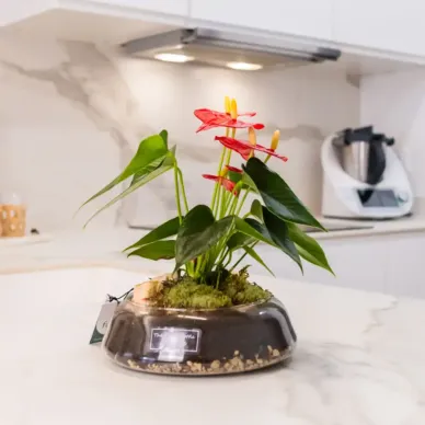 Comprar Anthurium en Base de Cristal en Barcelona | Plantas