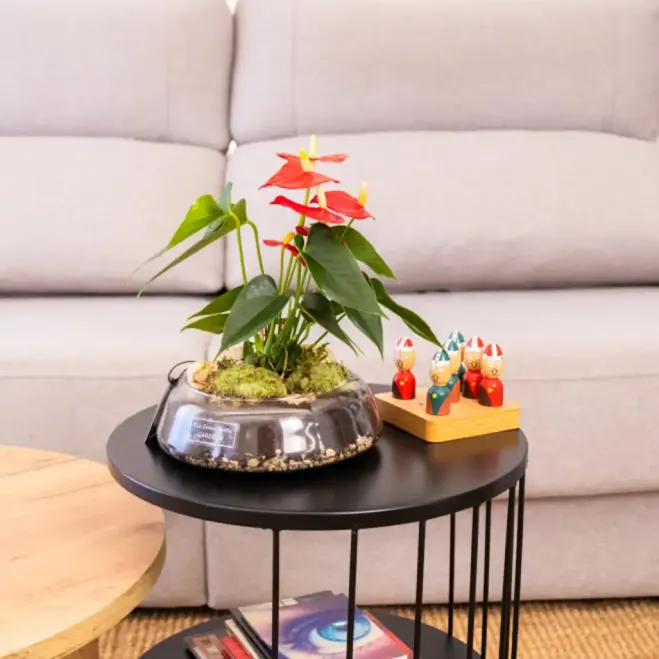 Compra Anthurium en Base de Vidre a Barcelona | Plantes