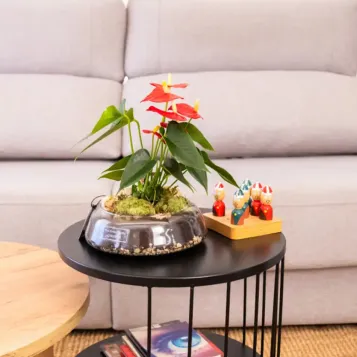 Comprar Anthurium en Base de Cristal en Barcelona | Plantas