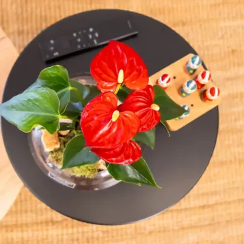 Compra Anthurium en Base de Vidre a Barcelona | Plantes