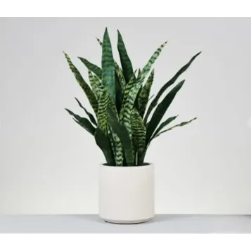 Comprar Sanseviera Artificial en Barcelona | Plantas Artificiales