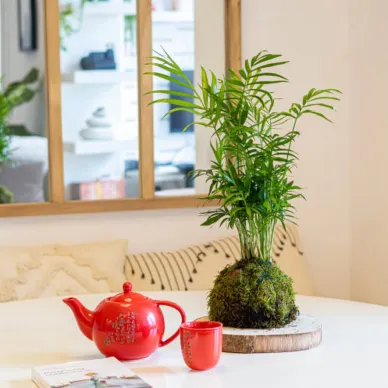 Comprar Kokedama Chamadorea en Barcelona | Kokedamas