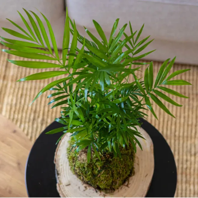Comprar Kokedama Chamadorea en Barcelona | Kokedamas