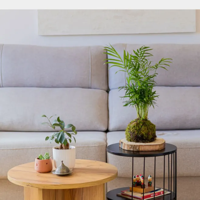 Comprar Kokedama Chamadorea en Barcelona | Kokedamas