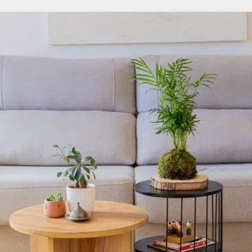 Comprar Kokedama Chamadorea en Barcelona | Kokedamas