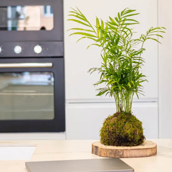 Comprar Kokedama Chamadorea en Barcelona | Kokedamas