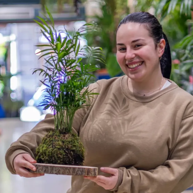 Comprar Kokedama Chamadorea en Barcelona | Kokedamas