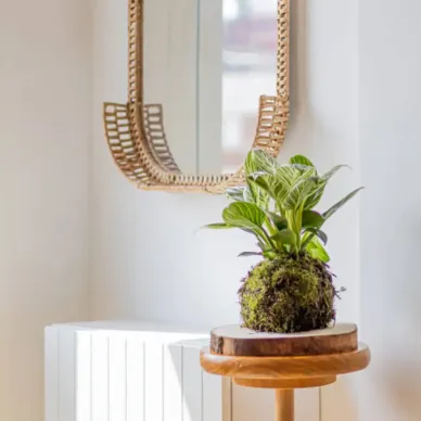 Compra Kokedama Philodendro White en Barcelona | Kokedamas 2