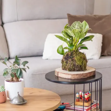 Compra Kokedama Philodendro White a Barcelona | Kokedames