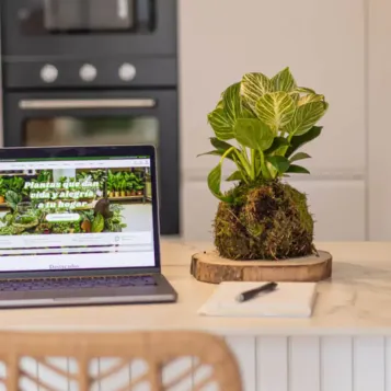 Compra Kokedama Philodendro White a Barcelona | Kokedames