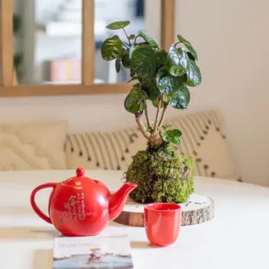 Comprar Kokedama Polyscia en Barcelona | Kokedamas